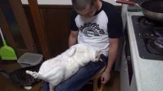 やる気のない猫 きなこ