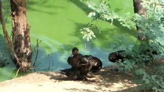 beautiful birds #shorts #imrankhanjalsa #viral