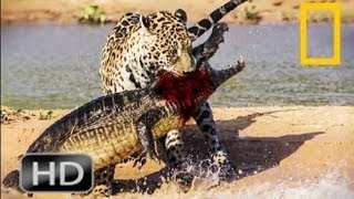 National Geographic Wild 2015 Killer Tigers Hunting Human | Animals Attack Willdife Docume