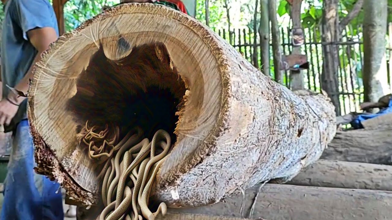 The difficult process of sawing curved teak logs in a sawmill - YouTube