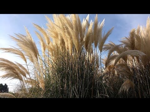 Video: L'erba della pampa è resistente?