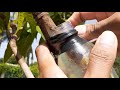 New Method Reinforcing air layer with water on mango tree