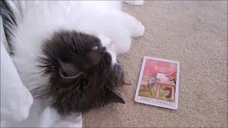 Tarot for Cats: Issie's Daily Draw #1 by Jake Waldweg Whatever 20 views 2 years ago 2 minutes, 39 seconds