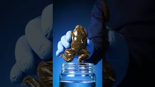 Frogs Were The First Reliable Pregnancy Test