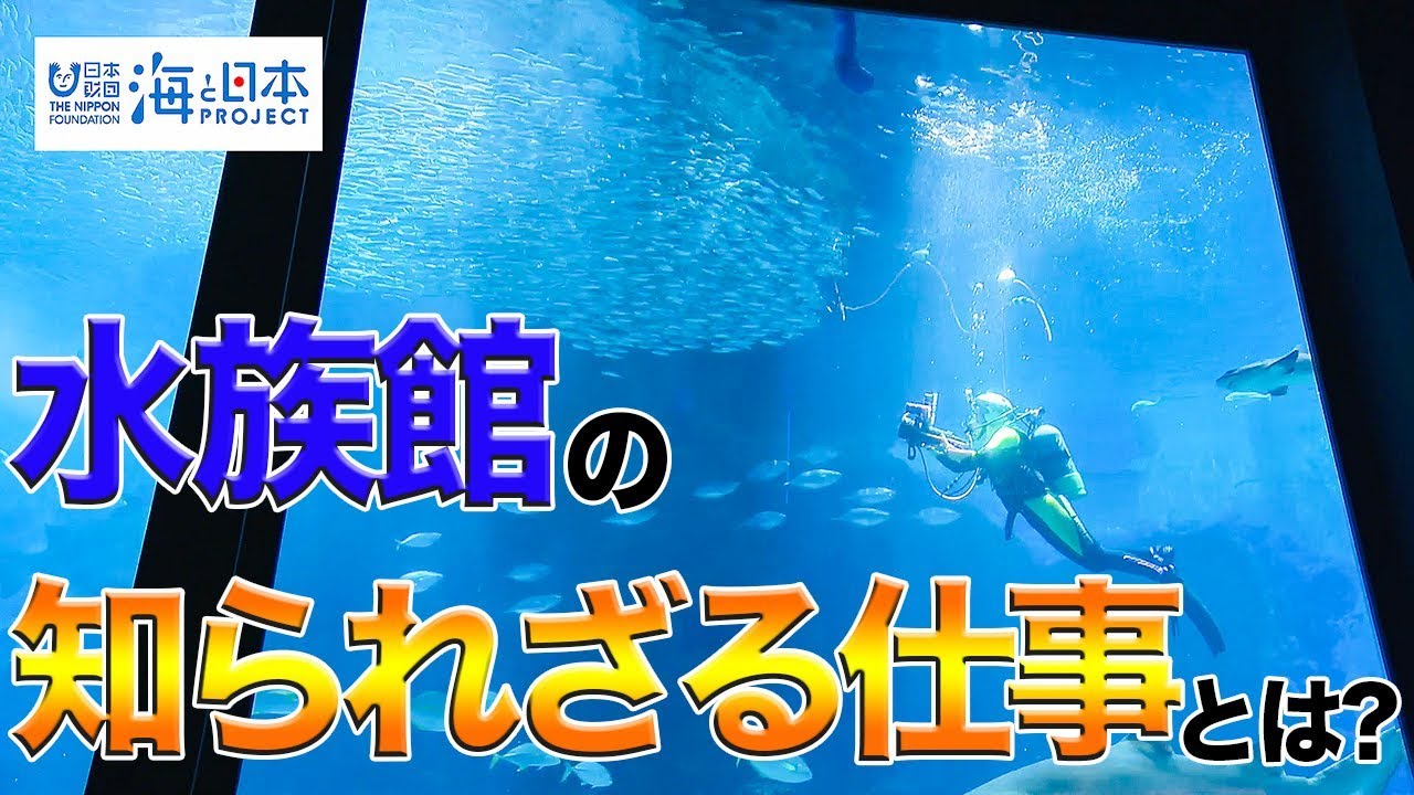 水族館の知られざる仕事 日本財団 海と日本project In ふくおか 19 Youtube