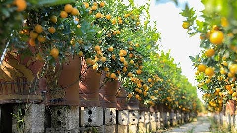 Thủ Phủ Quất Cảnh Văn Giang Hưng Yên