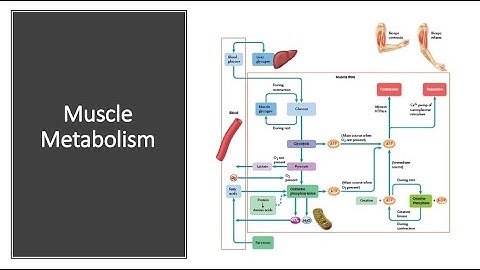 Muscle Metabolism
