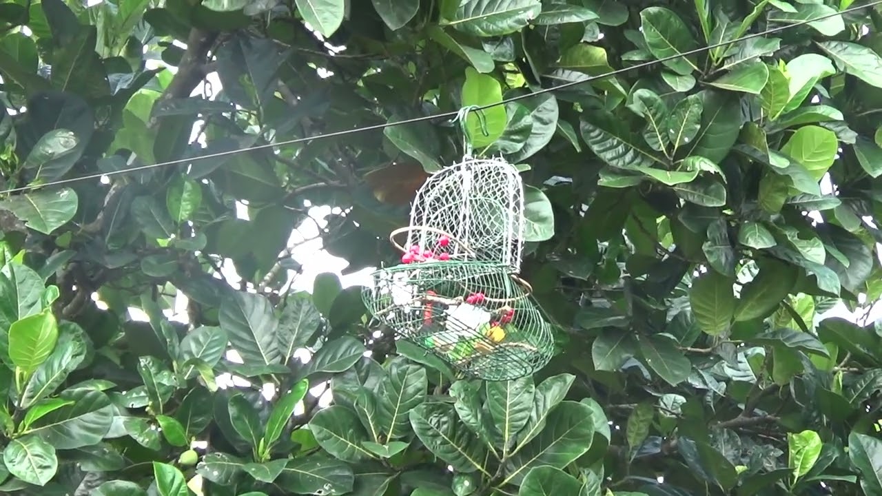 ốc mít gia kiệm bẫy đấu (mọi người thấy hay ấn đăng ký kênh ủng hộ kênh ốc mít gia kiệm