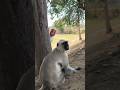 😱 langur ka Sath prank video 😱#shortvideo#hanuman#viral#monkey#animals#bandar#funny#comedy#video