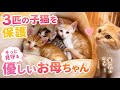保護した子猫3匹をみた子育て上手なお母ちゃんが…