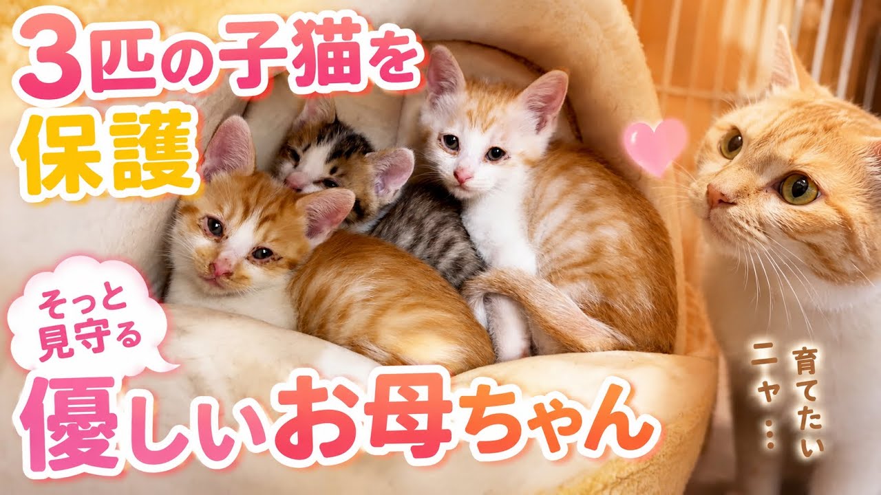 保護した子猫3匹をみた子育て上手なお母ちゃんが…