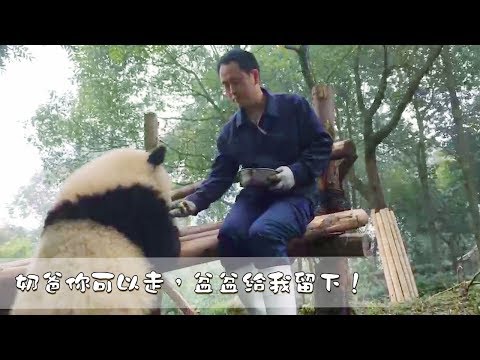 《熊貓早晚安》我是一個沒有感情的吃果機器！| iPanda