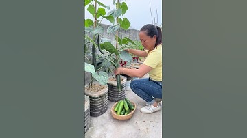 Harvest Cucumbers Growing On The Terrace #shorts #Satisfying