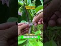 Прокачала дачу до неузнаваемости с Aliexpress#вб #вайлдбериз #wildberries #aliexpress #ozon