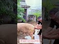 【農村生活】豚を豚舎から移動させる簡単で賢い方法！重量物の扱い術