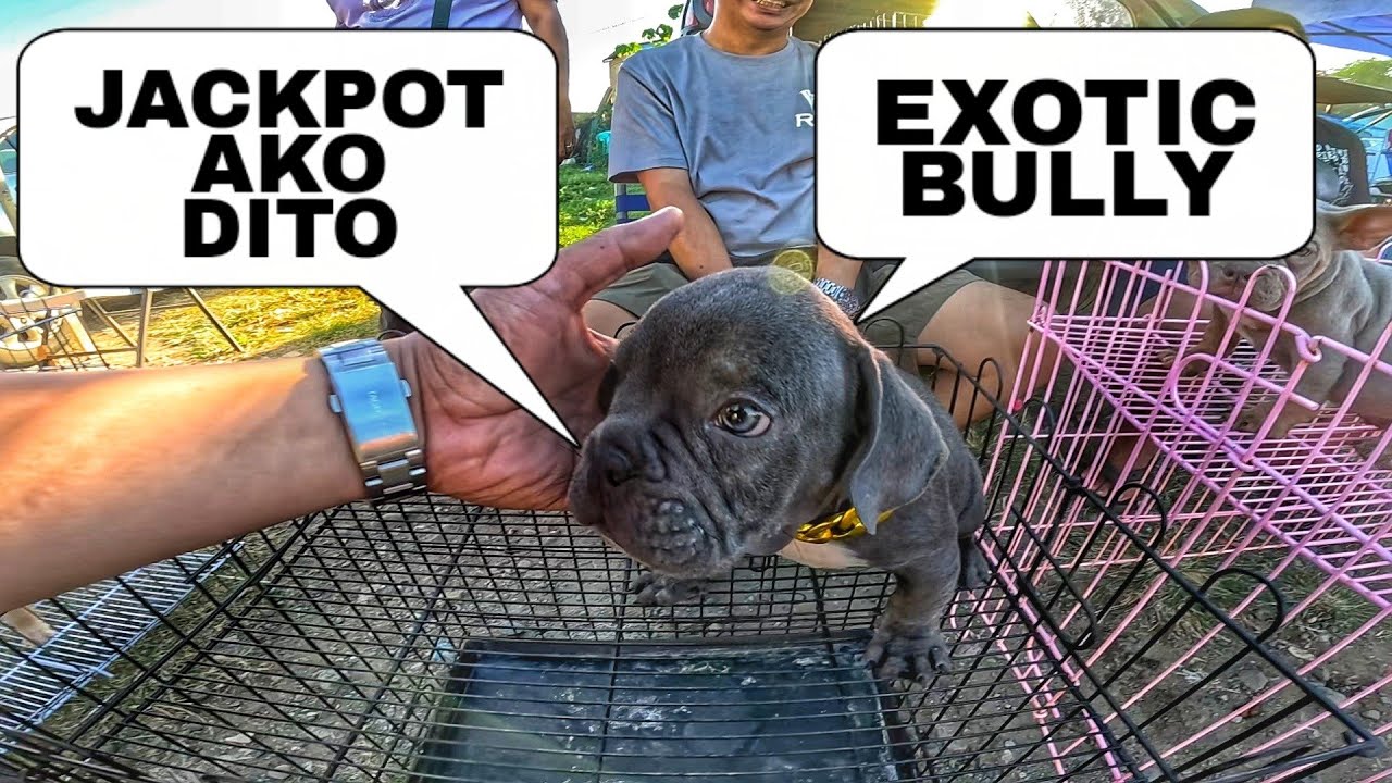 BUMILI AKO NG ASO SA BOCAUE