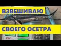 ВЗВЕШИВАЮ СВОИХ ОСЕТРОВ