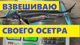 ВЗВЕШИВАЮ СВОИХ ОСЕТРОВ