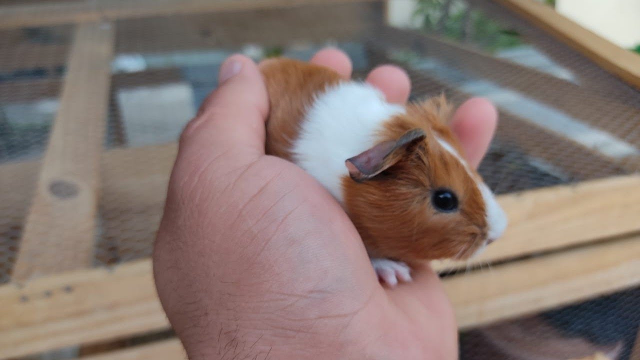 O desmame correto de porquinhos da índia / *VÍDEO INÉDITO*