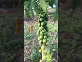 Premires papayes de lanne  fruitstropicaux plantation