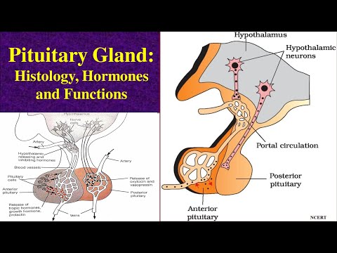 Pituitary Gland | Hormones, Functions, and Histology | Adenohypophysis | Neurohypophysis