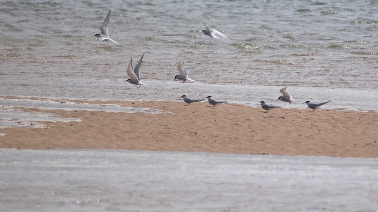 Watch Arctic Tern on YouTube Watch Arctic Tern on YouTube