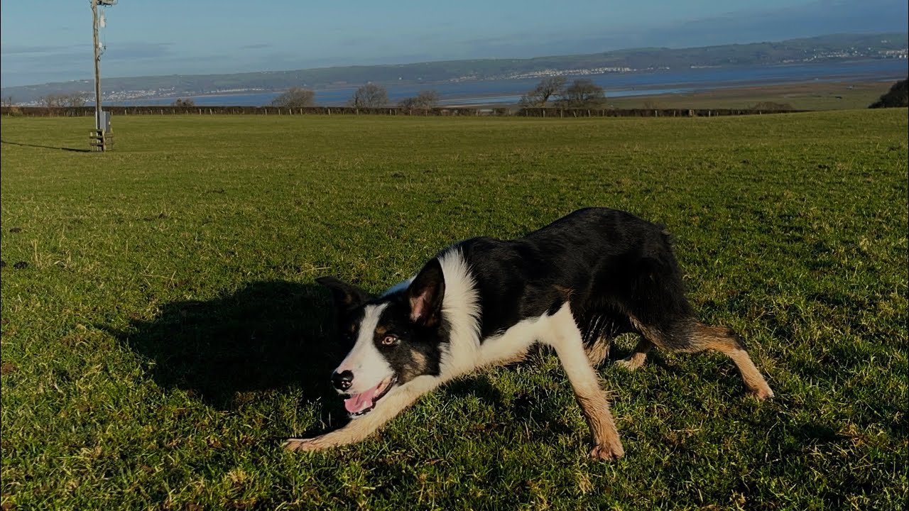 Lot 99: Trevor – 04.02.26  Farmers Marts Dolgellau Online Sheepdog Auction