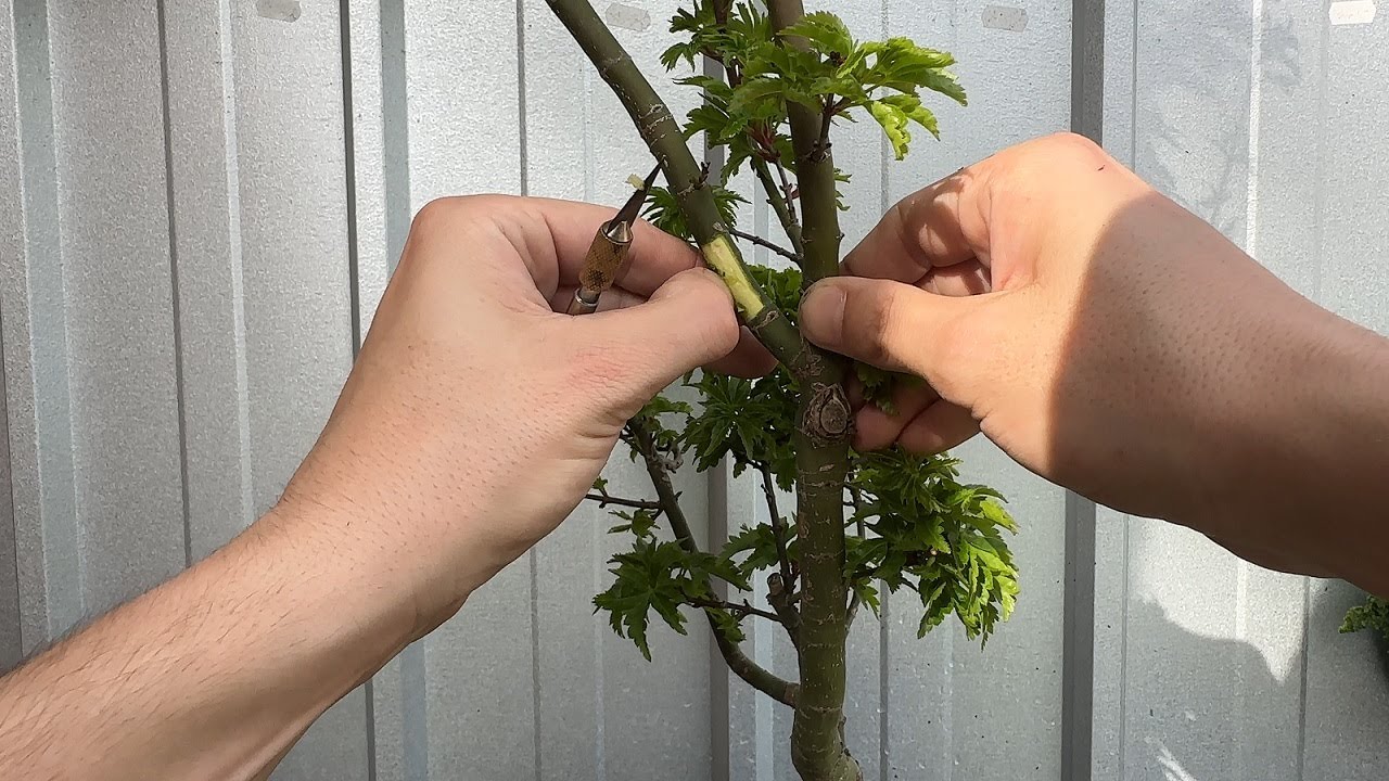 Air Layering my Shishigashira (Lions Mane Maple)
