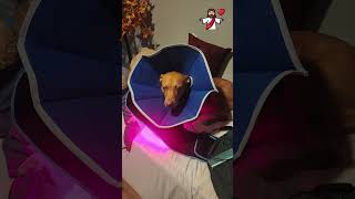 Ariel is recovering from difficult surgery - her third surgery on her legs ❤️‍🩹🐾