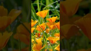Beautiful Floral Collection #Flowers #Wildflowers #Viral #Shots #Gardening #Video #Youtubeshorts