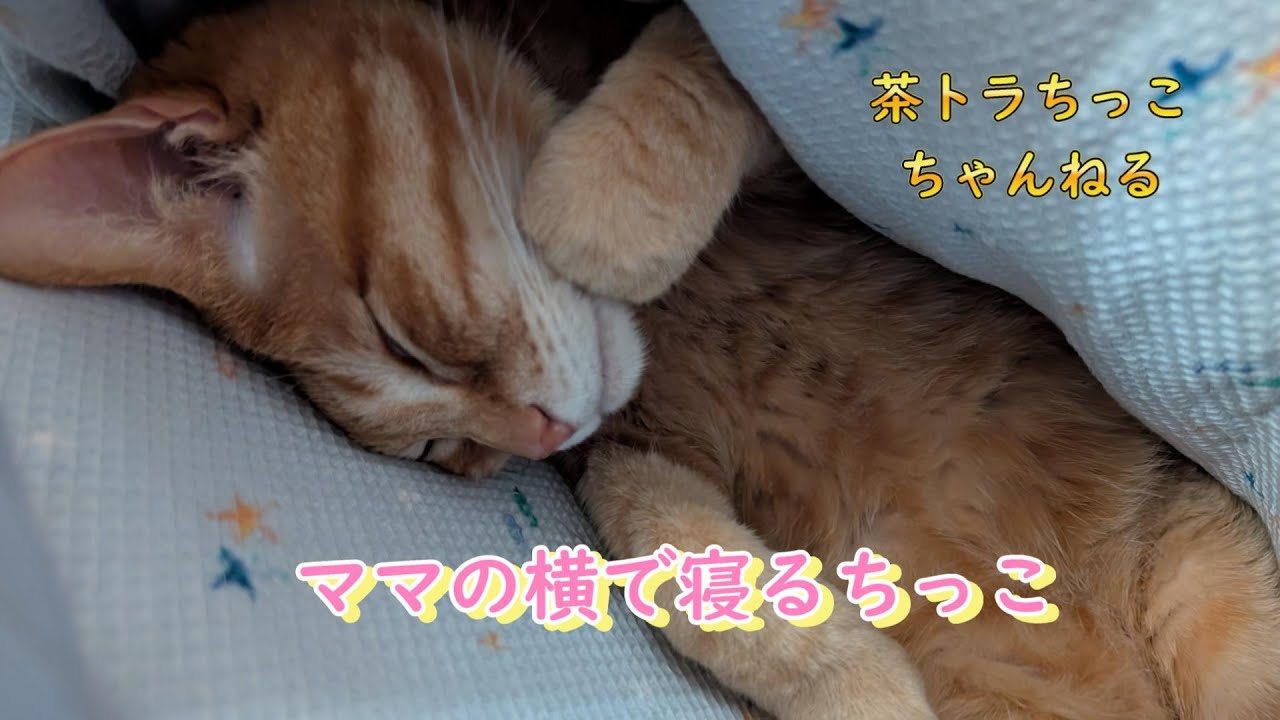 ママの横で寝る茶トラちっこ＃猫＃猫好きさんと繋がりたい＃保護猫出身