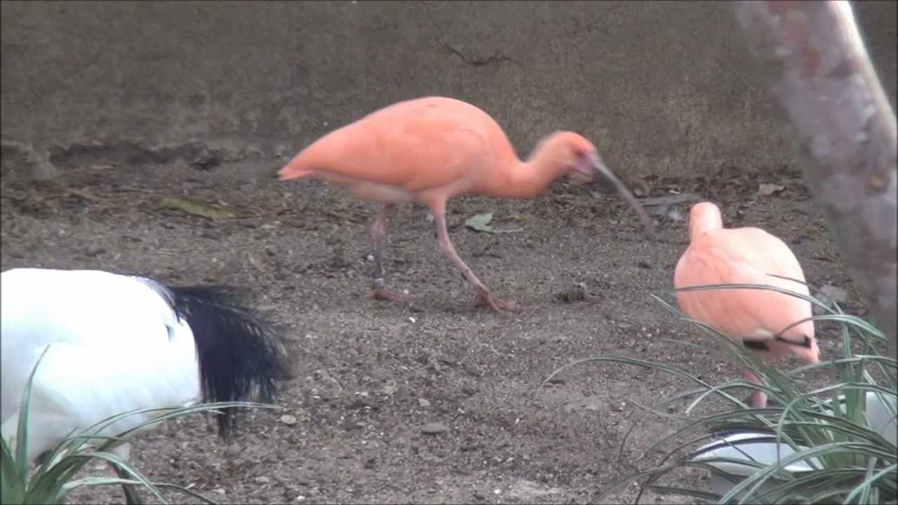 Scarlet Ibis (Eudocimus ruber) - YouTube