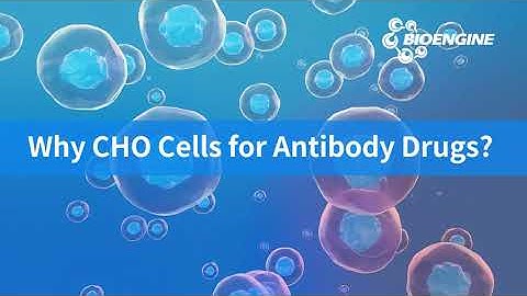 Why CHO Cells for Antibody Drugs? | BioEngine’s CHO Cell Culture Solutions