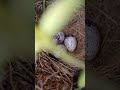 my Bird 🐦🕊️🕊️ gave the egg 🥚🥚🥚🥚🥚🥚🥚🥚
