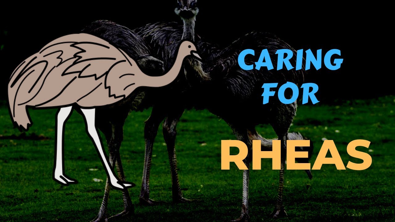 Raising Rhea's Caring For Rheas For Beginners - YouTube
