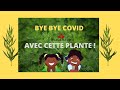 Cette plante miracle  va changer votre vie  dcouvrez ici ses vertus mdicinales