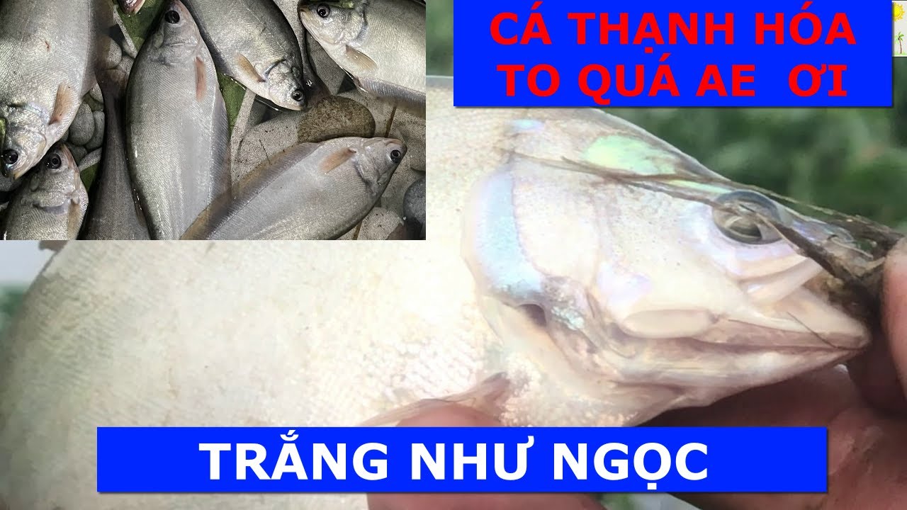 CÂU ĐIỂM CŨ CỦA NGƯỜI KHÁC 4 CHUYẾN THẠNH HOÁ ĐEM VỀ GẦN CHỤC KÝ CÁ