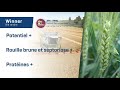 WINNER 🌿 Une variété de blé tendre d’hiver BPS à potentiel de rendement élevé @florimond-desprez