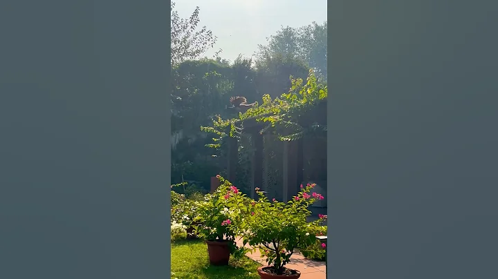 Peacock takes flight | #shorts #peacock #nature #reels #animals #trending #ytshorts