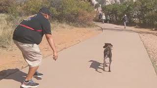 German Shorthaired Pointer Incredible Transformation! 7-Month Old “Cocoa” Before and After Video by Off Leash K9 Training 208 views 3 years ago 9 minutes, 42 seconds