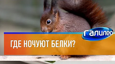Галилео 🐿 Где ночуют белки? [Where do squirrels sleep?]
