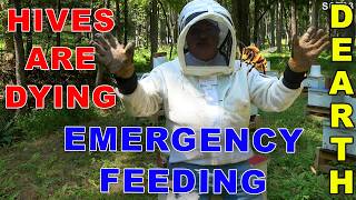 DEARTH EMERGENCY | BEES DYING | Feeding 2:1 and complaining about poor customer service.