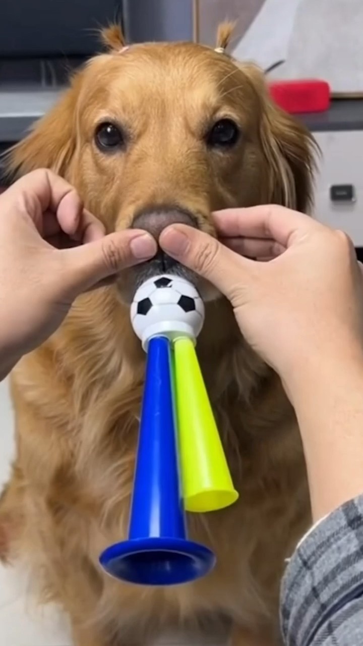 tatlı köpek ?❤️ #shorts