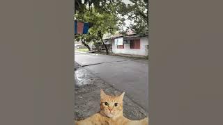 jomblo gelisah - pace nenong X Dj Desa