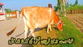 Jersey Cross Cow For Sale Jumma Khan Dairy Farm Location Jhang