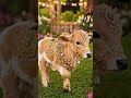 mini cow@ #love  #cute #asmr #funny #foryou #eating #food #firstvideo #viral #faint #aww #newyout