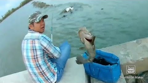 CÂU CÁ BIỂN/ CÂU TRÚNG ĐẬM BẦY CÁ BÓNG MÚ/BẦY CÁ NGÁT CỰC PHÊ@giangngofising ​