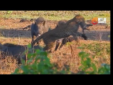 A Leopard Attacking a Wild Boar Cub | Can Cub's Family Save it From this Hungry Leopard?