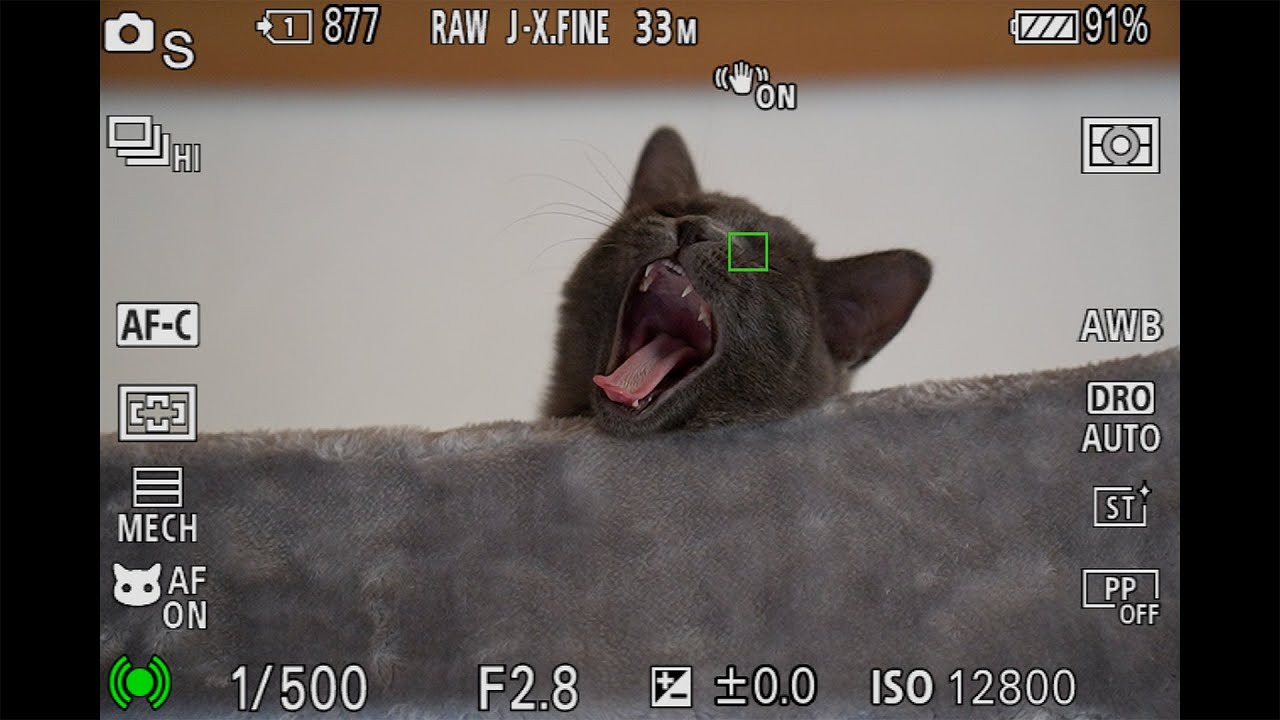 Sony Alpha 7 IV Animal & Bird Eye Autofocus Samples - Cats and Birds