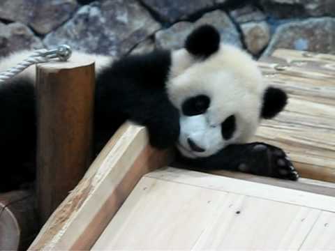 Video: Deze Babypanda Heeft Een Naam Nodig En Het Japanse Wakayama-park Wil Dat Je Helpt